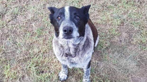 Трехлетняя девочка потерялась в лесу; полицейская операция не принесла результата. Спасителем малышки стал старый полуслепой пес
