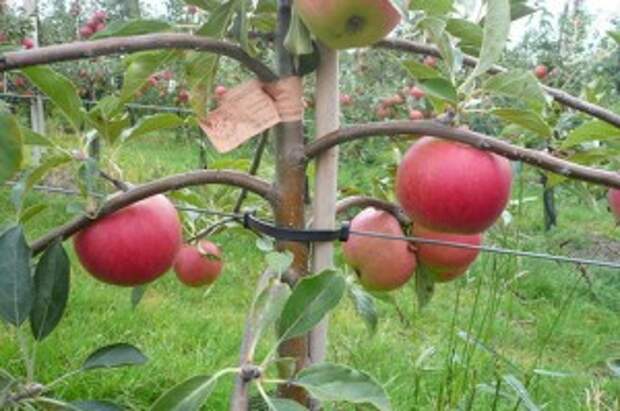 карликовые яблони