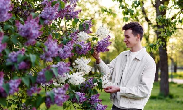 Сбор сирени в парках грозит штрафом или арестом на 15 суток