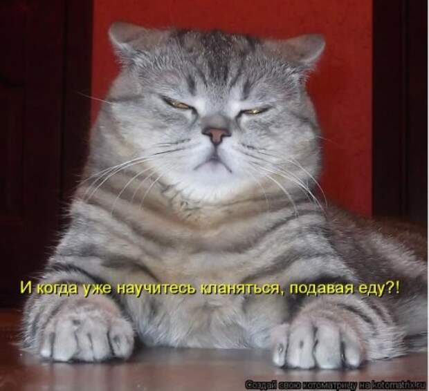 Лучшие котоматрицы недели, 35 шт.