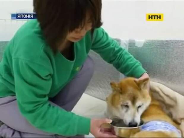 В Японии открылся уникальный Дом для престарелых собакЖители Японию особую...