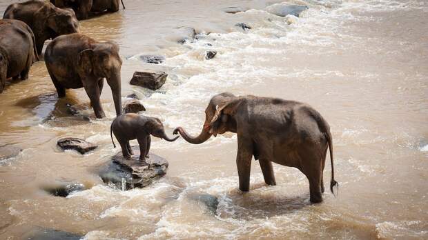 Слонов, Семейная Группа, Река, Живая Природа, Природа