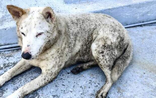 Жуткая ситуация в Туапсе: люди молят о помощи для животных, погибающих в мазуте