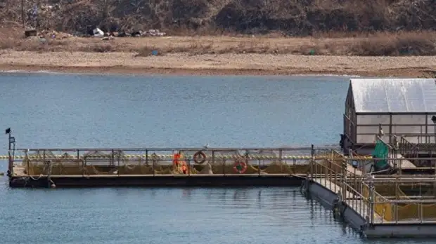 Отловщик заявил, что не собирается выпускать косаток из «китовой тюрьмы» в Приморье