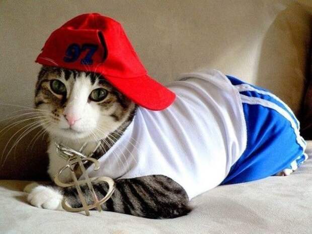 Стильные кошки, которые заставят вас почувствовать себя немодными  кошки, мода