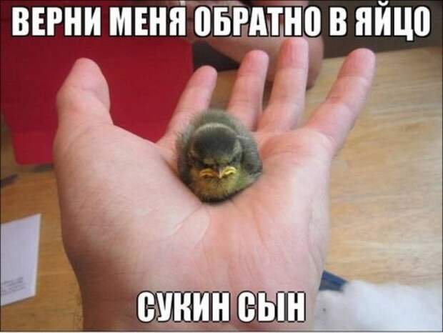 Прикольные картинки в пятницу (39 шт)