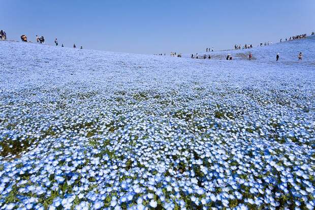 Потрясающие голубые поля в японском парке Хитати