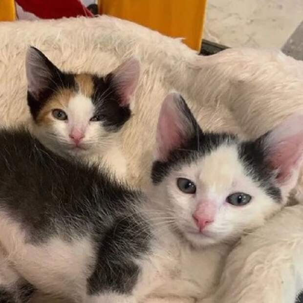 Котята на покрывале Котята лежат