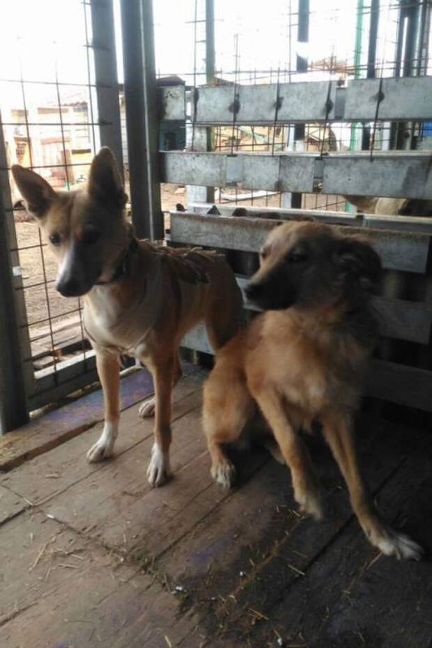 Две бывшие бездомные собаки из Хабаровска уехали к новым хозяевам в Германию