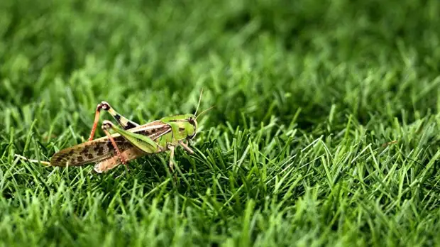 Научный журналист оценил ситуацию с нашествием саранчи на юге России