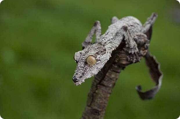 Мадагаскарский плоскохвостый геккон (лат. Uroplatus fimbriatus)