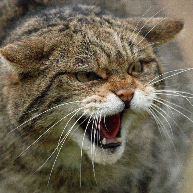 Боевые Коты... разное, животные