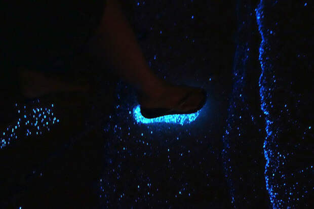 Красота светящихся пляжей, подобных звездному небу BioluminescentBeaches05 Красота светящихся пляжей, подобных звездному небу