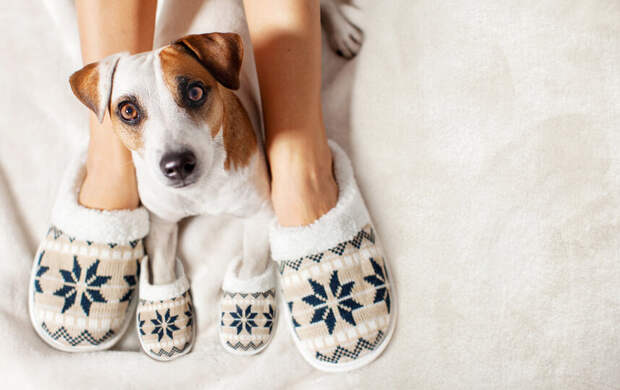Салюты, гости и суета: как помочь собаке спокойно пережить Новый год