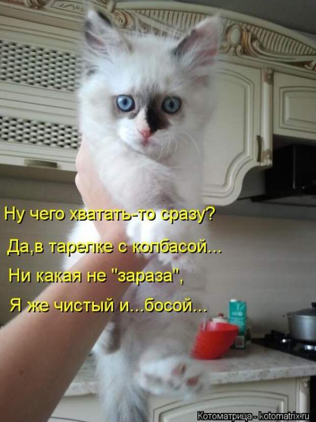 Котоматрицы(картинки с подписями)