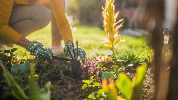 Огурцы почернеют, а морковь вырастет кривой: топ-10 ошибок дачников на огороде в мае