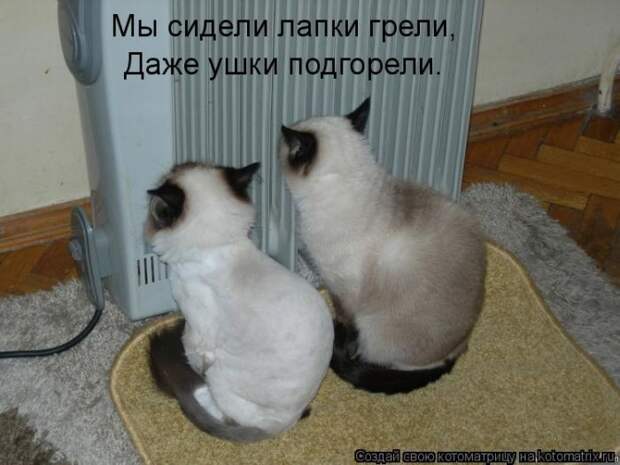 Лучшие котоматрицы недели (50 фото) Лучшие котоматрицы недели (50 фото)