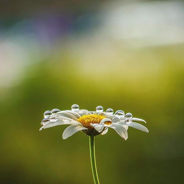 Красивые цветы и насекомые на снимках Сильвии Кобеловой