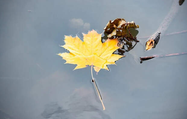 Синоптик Ильин рассказал, какая погода ждет туляков с 13 по 17 октября