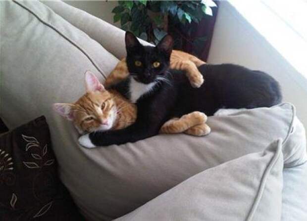 Кошачьи обнимашки