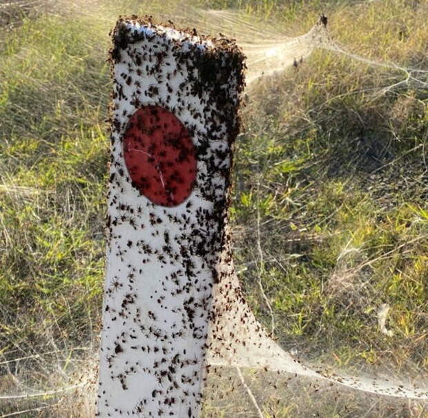 В Австралии теперь еще и «паучий апокалипсис».
