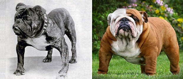 Породы собак, которые за 100 лет стали лишь бледной тенью себя