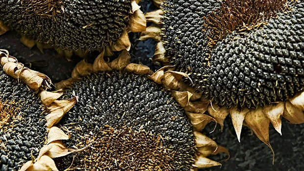 В Стране Басков создали натрий‑ионный аккумулятор с анодом из шелухи семечек