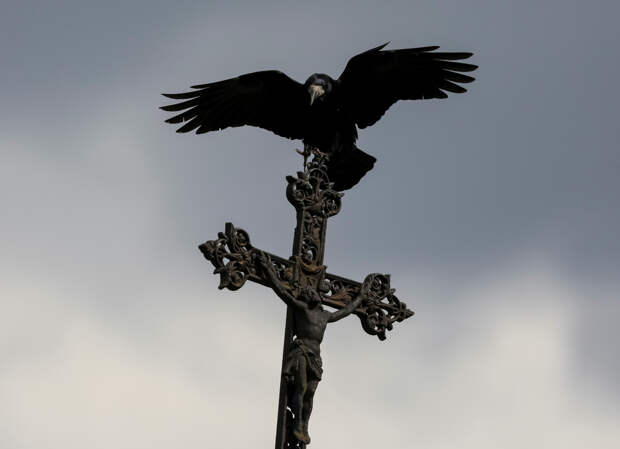 Вороны ополчились на лысых мужчин в одном городе