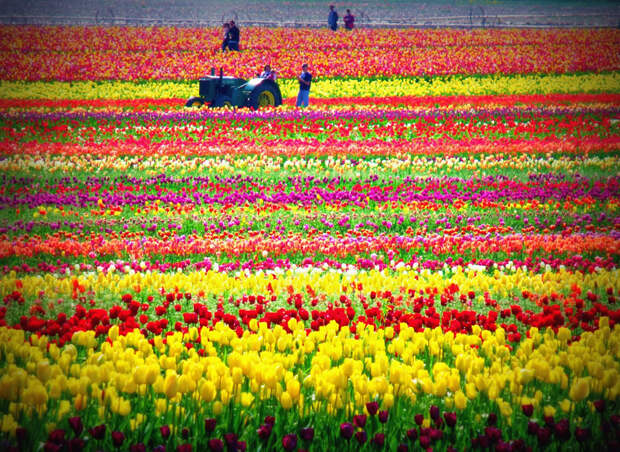 tulips34 Самые яркие тюльпаны со всего света