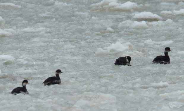 Шуга на Азовском море угрожает птицам