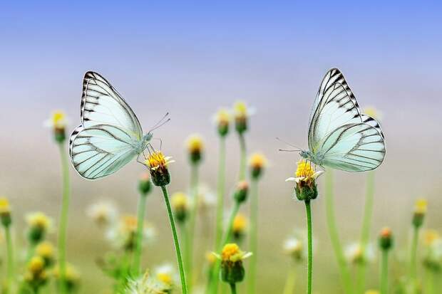 День бабочки отметят в Северном Фото с сайта pixabay.com