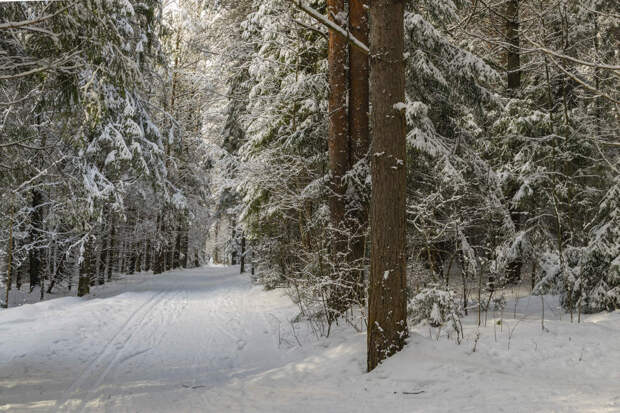 Погожий зимний день в лесу