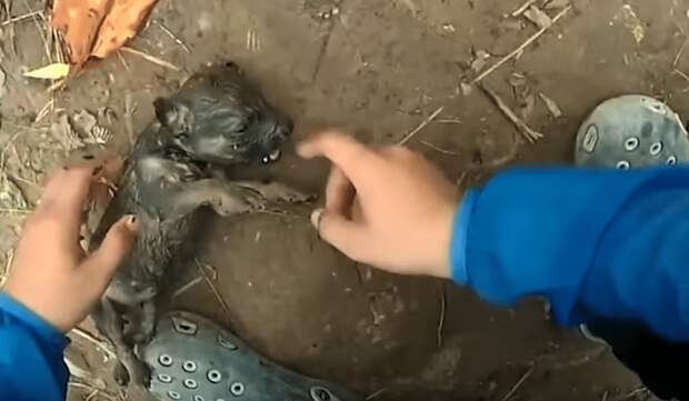 спасение щенка реанимация щенка