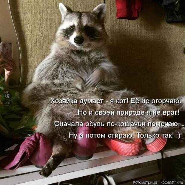Лучшие котоматрицы недели (50 фото)