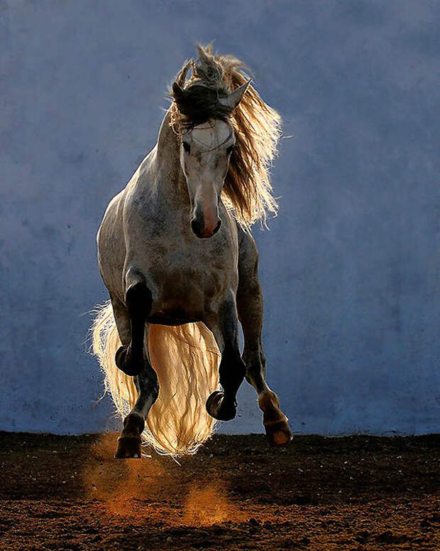 1245 Сказочная красота   арабские и андалузские лошади