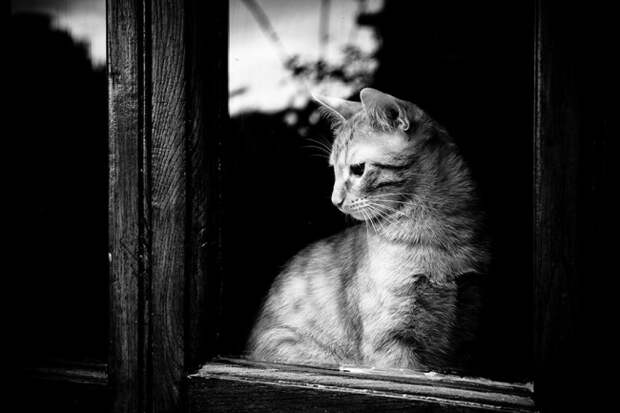 7240560-R3L8T8D-650-cat-waiting-window-44