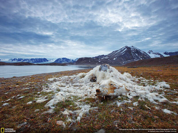 2016-national-geographic-nature-photographer-of-the-year-winners-14-584fb7a1631df__880