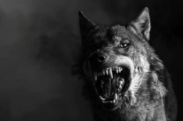 Профессор Волкова объяснила, как не заразиться бешенством