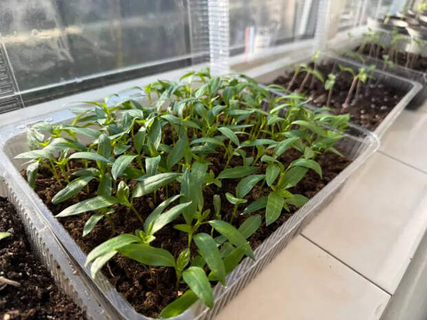 Хлеб, вода и капля йода: готовим домашнее удобрение для продления плодоношения огурцов