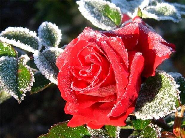 Фото 0_54927 ЗИМНИЕ РОЗЫ gif, роза, зимние розы