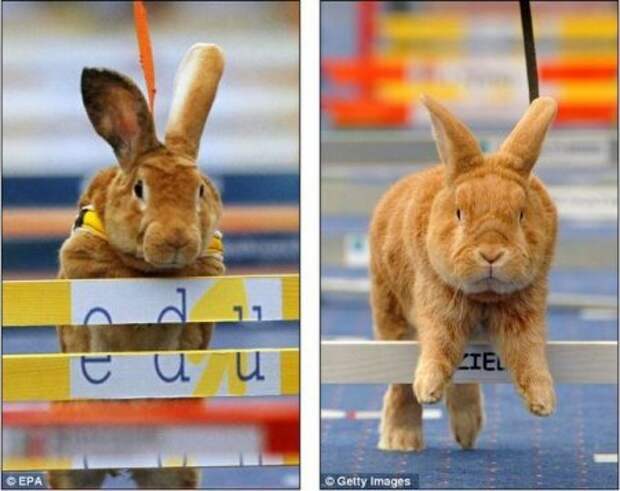 Чешский кролик стал чемпионом Европы среди ''ушастых спортсменов''