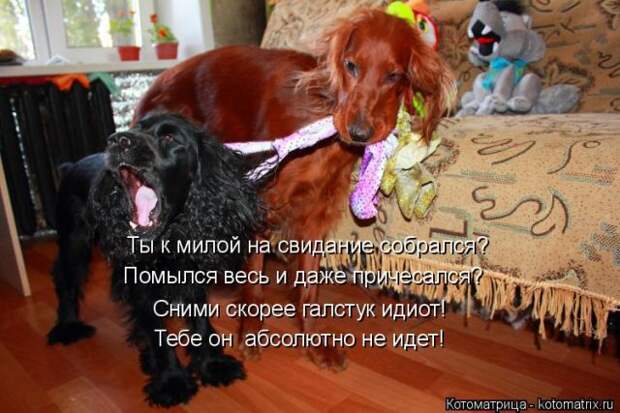 Лучшие котоматрицы недели (50 фото)