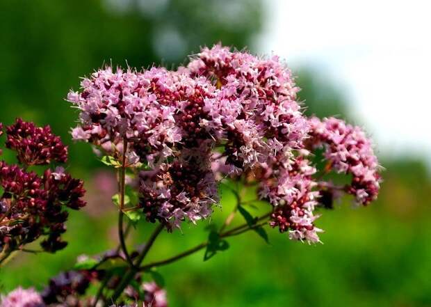 чай с душицей