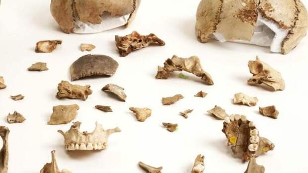 Фрагменты костей  из пещеры Гофа
