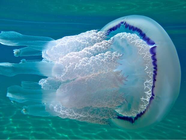 jellyfish-foto-Giampiero-Giorgi