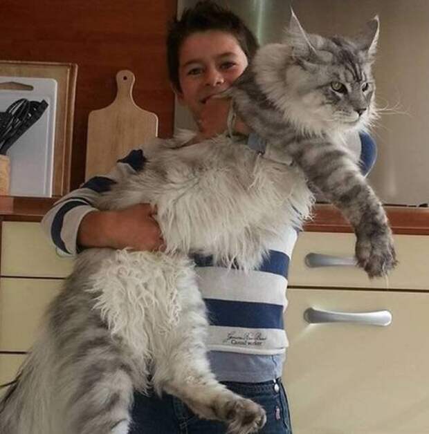 Животные, которые просто огромны
