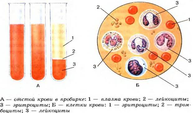 Красные клетки крови, плазма, тромбоциты...