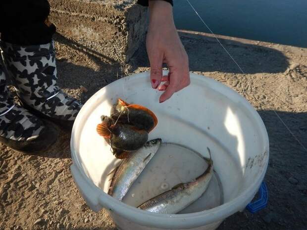 Морской улов колымского рыбака
