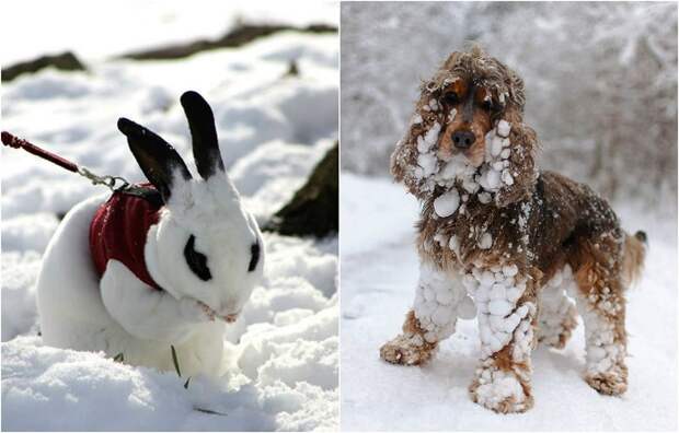 Реакция животных на знакомство со снегом.