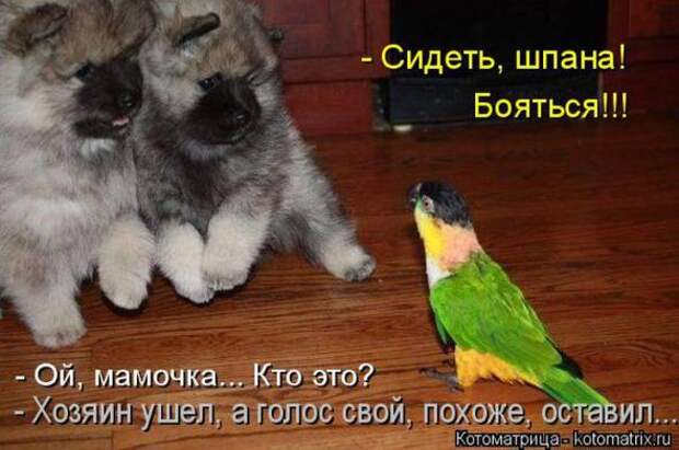Котоматрицы (картинки с надписями)